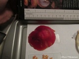 Hygrocybe laetissima image