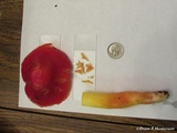 Hygrocybe laetissima image