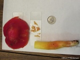 Hygrocybe laetissima image
