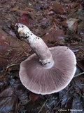 Agaricus deardorffensis image