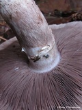 Agaricus deardorffensis image