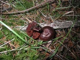 Cortinarius sanguineus image