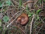 Cortinarius semisanguineus image
