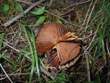 Cortinarius semisanguineus image