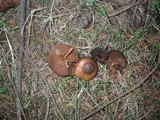 Cortinarius semisanguineus image