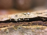 Hymenoscyphus fraxineus image