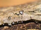 Hymenoscyphus fraxineus image