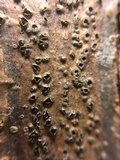 Hymenoscyphus fraxineus image