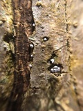 Hymenoscyphus fraxineus image