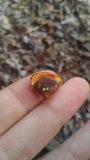 Gloeophyllum sepiarium image