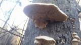 Sarcodontia pachyodon image