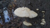 Sarcodontia pachyodon image