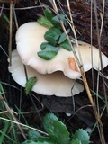 Pleurotus pulmonarius image