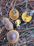 Cortinarius thiersii image