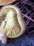 Cortinarius thiersii image
