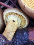 Cortinarius thiersii image