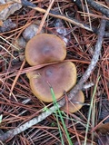 Cortinarius thiersii image