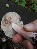 Inocybe adaequata image