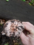 Inocybe adaequata image