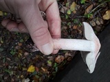 Inocybe adaequata image