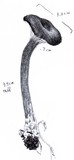 Pseudoclitocybe cyathiformis image