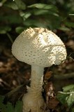 Amanita daucipes image
