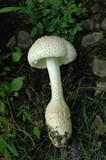 Amanita daucipes image