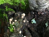 Mycena corticola image