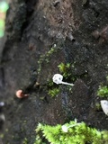 Mycena corticola image