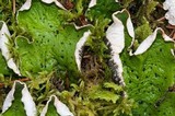 Peltigera leucophlebia image