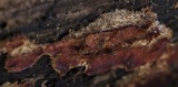 Merulius tremellosus image