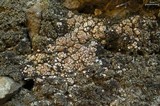 Acarospora obpallens image