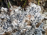 Diploschistes scruposus image