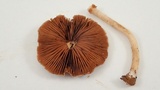 Psathyrella bipellis image