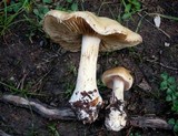 Cortinarius polymorphus image