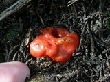 Paurocotylis pila image
