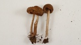 Entoloma sericeum image