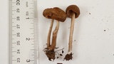 Entoloma sericeum image