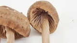Entoloma sericeum image