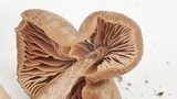 Entoloma sericeum image