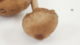 Entoloma sericeum image