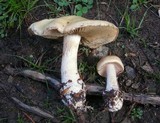 Cortinarius polymorphus image