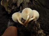 Gymnopilus purpureosquamulosus image