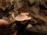 Gymnopilus purpureosquamulosus image