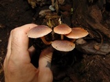 Gymnopilus purpureosquamulosus image
