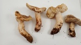 Tricholoma luteomaculosum image