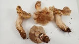 Tricholoma luteomaculosum image