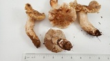 Tricholoma luteomaculosum image