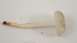 Marasmius calhouniae image