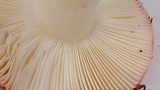Russula cremoricolor image